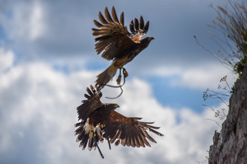 Falconry