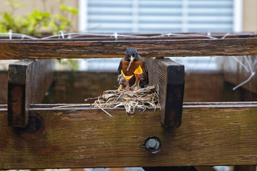 Baby Robins