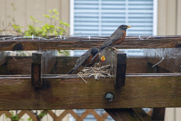 Baby Robins