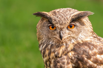 Close-up of an owl.