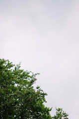 trees with green leaves and a blue sky on a sunny day