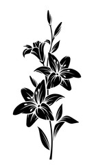 Vector black silhouette of lily flowers. - obrazy, fototapety, plakaty
