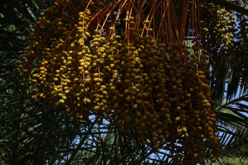 Date palm yellow fruit in low light taken in Oasis Tamarindo Corralejo Fuerteventura in the Canary Islands