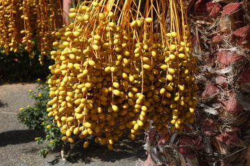 Date palm yellow fruit in low light taken in Oasis Tamarindo Corralejo Fuerteventura in the Canary Islands