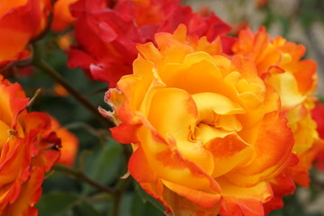 オレンジ色のバラ