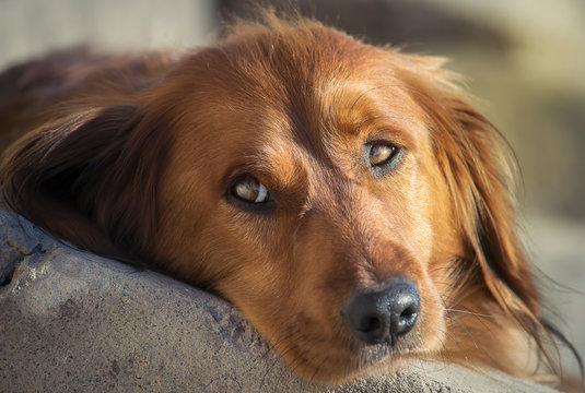Closeup image of a cute Dachshund dog