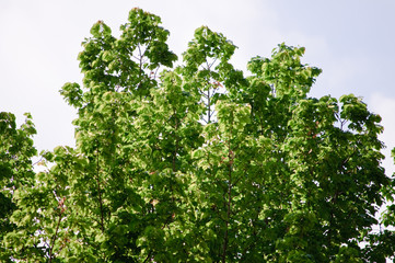 trees with green leaves and a blue sky on a sunny day