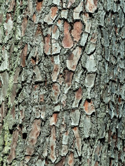 Tree bark background or texture pattern, abstract background and texture for design