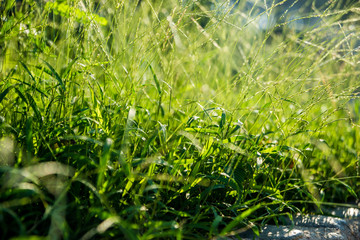 Luxury landscape design of the tropical garden. Beautiful view of tropical landscape