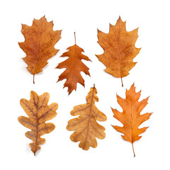Set of autumn leaves of oak isolated on white background.