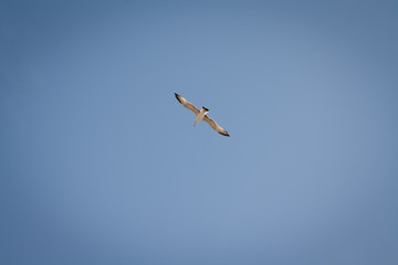 Obraz premium Hering gull flying against blue sky in Bulgary.