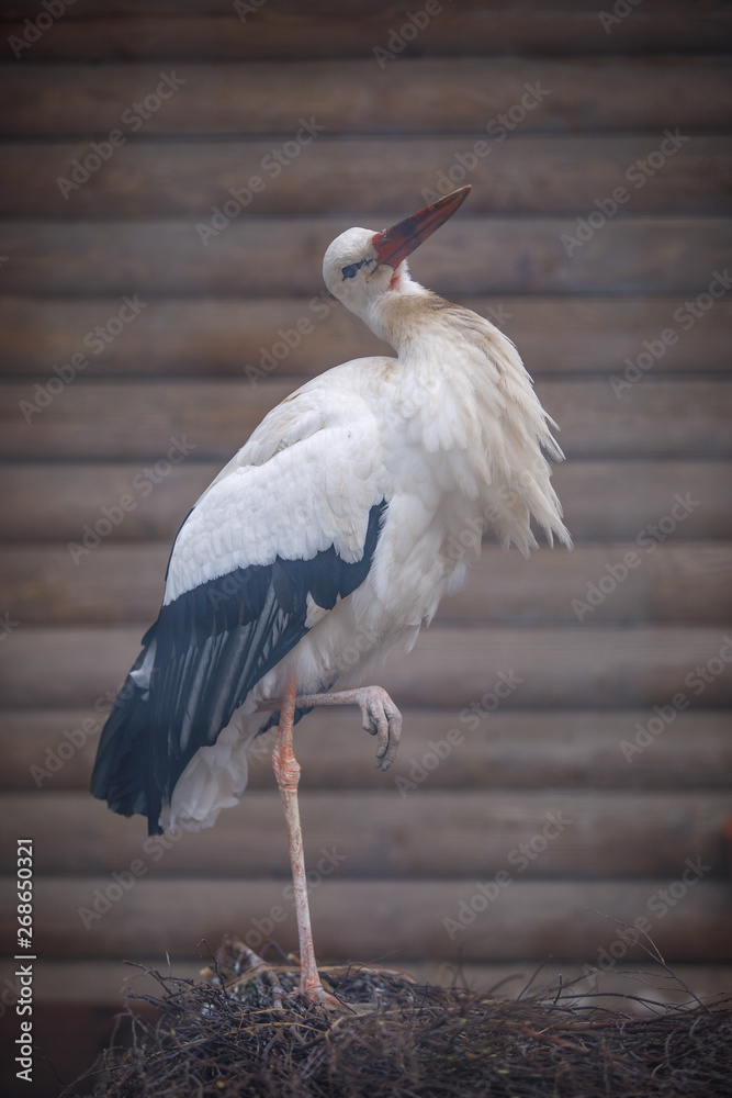 Wall mural stork