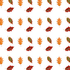 Pattern of autumn leaves of oak isolated on white background.