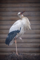 stork