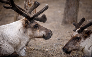reindeer