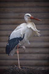 stork
