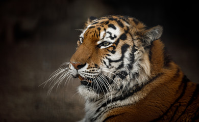 tiger