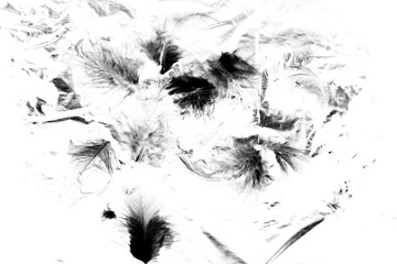 Beautiful closeup textures abstract the falling feathers black and white color isolated wall background and patterns