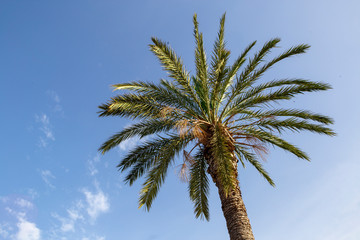 Obraz na płótnie Canvas Big green palm stands alone under the blue sky on a summer day.