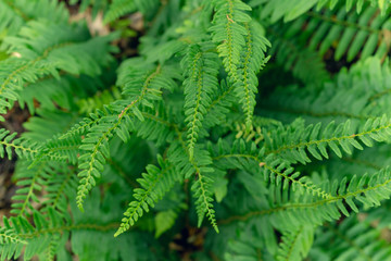 Ferns in the woods 