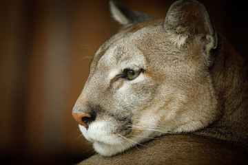 Naklejka premium puma