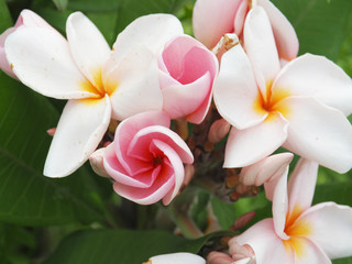 plumeria flower and leaf on nature background