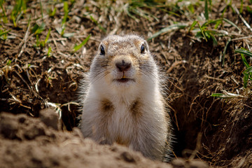 gopher