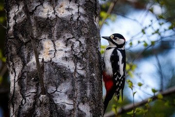 woodpecker