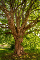 Fototapeta premium Ancient Tree