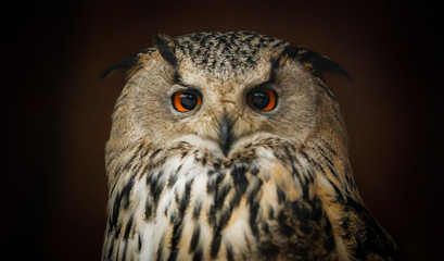 owl