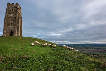 Glastonbury Tor Sheep © Stewie Strout