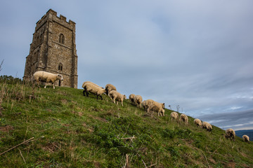 Glastonbury Tor Sheep © Stewie Strout