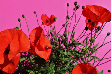 Obraz premium red poppies on a crimson background