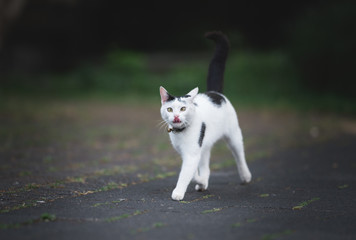 Naklejka na ściany i meble black and white domestic shorthair cat running on the sidewalk looking at camera and sticking out tongue