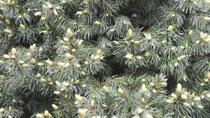 Pine tree in the spring