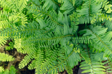 Maidenhair ferns in the woods in the spring