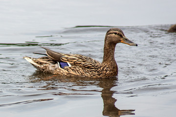 kaczka © Henryk Olszewski
