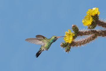 Broad-billed Hummingbird feeding on Nectar in Flower