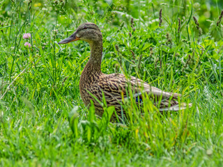 kaczka © Henryk Olszewski