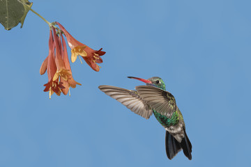 Fototapeta na wymiar Broad-billed Hummingbird feeding on Nectar in Flower