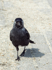 kawka