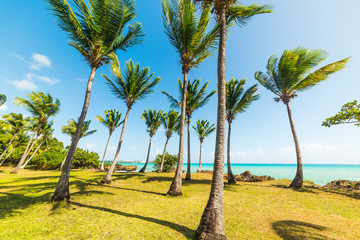 Palm trees and green meadow in bas du Fort beach