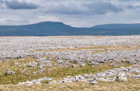 Limestone pavement - an area of limestone eroded by water - in the Yorkshire Dales, UK, with Pen-y-ghent in the background
