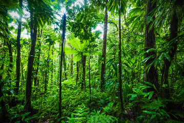 Fototapeta na wymiar Thick vegetation in Guadeloupe jungle