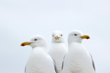 Seagulls