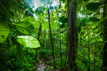 Small path through the vegetation in Guadeloupe jungle