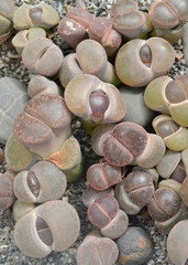 Cactus like the see stones