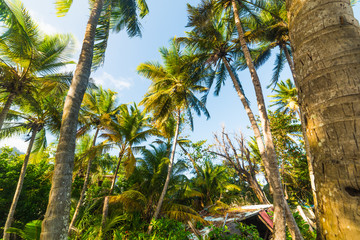Palm trees under a clear sky in Guadeloupe