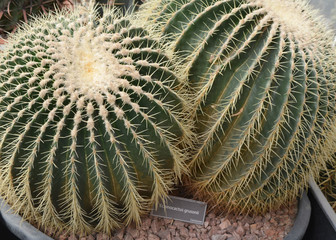 cactus in the garden