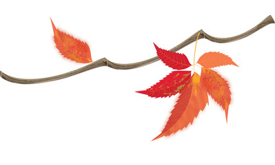 Basic CMYK, ivy, brunch, vector, jpg